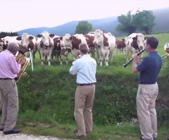 Watch This Jazz Band Play for the Most Attentive Audience - a Herd of Cows (VIDEO)