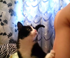 Sweetest Cat Ever: When You See What This Kitty Wants From Its Owner, Your Heart Will Melt (VIDEO)