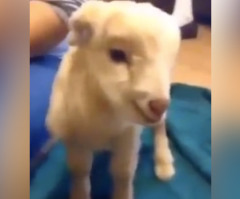 Watch This Wimpy Goat Give It All It's Got and Win the Internet (VIDEO)
