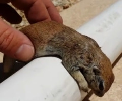 Watch a Pool Repairman Save a Drowning Squirrel's Life by Giving It CPR (VIDEO)