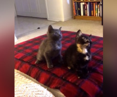 You'll Laugh Out Loud Watching Two Kittens Jam to 'Turn Down for What' (VIDEO)