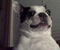 You Won't Believe the Hilarious Sound This Boston Terrier Makes When He's Tickled (VIDEO)