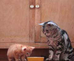 Cat Welcomes Kitten to the House and It's Adorably Hilarious (VIDEO)