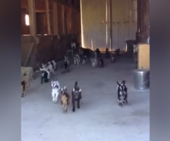 This Baby Goat Stampede Might Be the Most Adorable Stampede You'll Ever See (VIDEO)