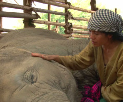 Your Heart Will Melt Watching This Woman's Lullaby Sing an Elephant to Sleep (VIDEO)