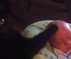 This Cat is the Sweetest, Furriest Babysitter Ever - You Won't Believe What It Can Do! (VIDEO)