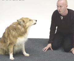 How Would Dogs Respond If a Human Barked? Their Hilarious Reactions Will Crack You Up (VIDEO)