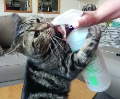 This Cat Goes Adorably Crazy Over Drinking Water From a Spray Bottle (VIDEO)