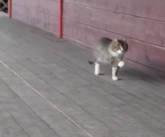 Cat Struts Its Stuff With the Most Hilarious Walk - Watch It and Laugh! (VIDEO)
