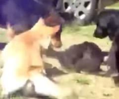 Watch These Heroic Police Dogs Break Up a Cat Fight (VIDEO)