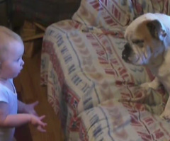 Baby Tries to Reason With a Bulldog and It's Hilarious (VIDEO)