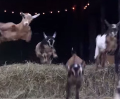These Baby Goats Catch Extreme Air to Become the Cutest Hurdlers Ever (VIDEO)