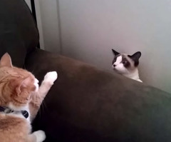 See the Hilarious Moment When These Two Cats Meet for the First Time (VIDEO)