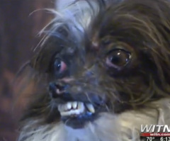 See the Pooch Who Was Just Crowned 'World's Ugliest Dog' (VIDEO)