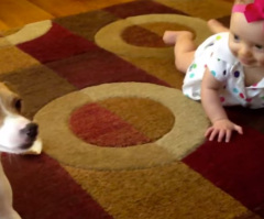 Watch This Dog Give a Baby the Most Adorable Lesson in Crawling (VIDEO)