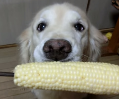 Owner Presents an Ear of Corn; What the Dog Does With It Will Surprise You! (VIDEO)