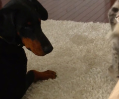 Watch This Rescued Kitten Go Ninja When She Meets Her Doberman Housemate (VIDEO)
