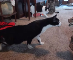 Four Cats Investigate a Stuffed Bobcat Until the Hilarious Happens (VIDEO)