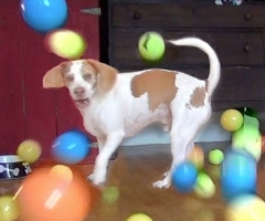 See This Dog's Hilarious Reaction to Getting 100 Balls for His Birthday (VIDEO)