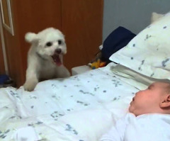 Puppy Tries His Best to See Newborn and It's Hilariously Adorable (VIDEO)