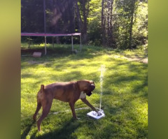 Watch This Boxer Go Adorably Nuts Over Her New Water Fountain (VIDEO)