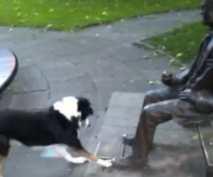 This Dog is Hilariously Baffled Why a Statue Won't Play Fetch (VIDEO)