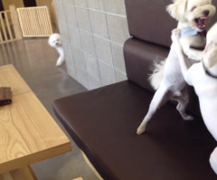 You'll Laugh Out Loud Seeing How This Dog Argument Gets Broken Up (VIDEO)