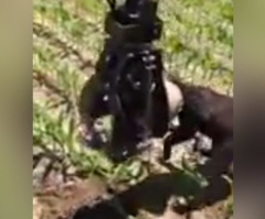 Lumberjacks Rescue Black Bear With Milk Can Stuck on Head in the Most Creative Way