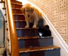 Golden Retriever Needs Help to Pass a Cat on the Stairs and It's Hilarious