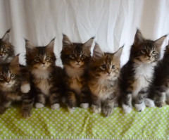 Seven Kittens React to a Toy in Unison and It's Almost Too Cute to Handle