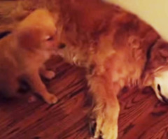 Puppy Tries to Comfort Dog Having Nightmare, and It's Unbelievably Sweet