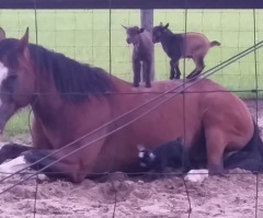 Watch These Baby Goats Play an Adorable Game of 'King of the Hill' on a Very Patient Horse