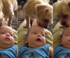 See This Dog's Adorable Secret to Putting the Baby to Sleep