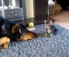Big Dog and Tiny Kitten Get to Know Each Other and It's Insanely Adorable