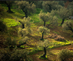 Israel Under Siege: An Evangelical Diary (Day 2)