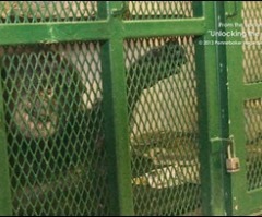 'Nonhuman Rights' of Chimpanzee Will Be Defended in New York Court