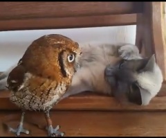 The Most Unique Animal Best Friend Relationship You Will Ever See (VIDEO)