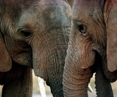 WWF Report Claims Half of All Wildlife Has Disappeared in Past 40 Years; Christian Group Calls on Believers to Care for Planet