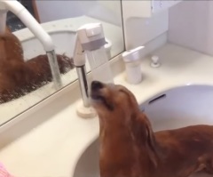 Most Dogs Would Try and Hide When It's Bath Time – But This Dog is Very Special!