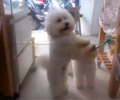 A Bichon Frise Dog That Loves Dancing to Disco Music (VIDEO)