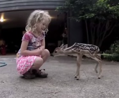 A Curious Fawn and a Little Girl Become Best Friends