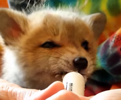 Couple Rescues an Injured Baby Fox and Nurses It Back to Life (VIDEO)