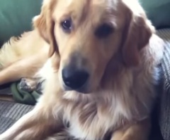 11 Guilty Dogs Who Are Impossible to Get Mad At – Their Reaction to Being Bad is Adorable! (VIDEO)