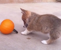 Happy Halloween From an Adorable Corgi – Watch as He Plays With a Pumpkin! (VIDEO)
