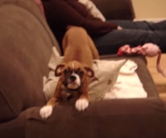 This Dog's Reaction to Its Owner Coming Home Will Brighten Your Day – This Dog is So Cute!