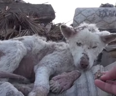 Rescued Dog is a Perfect Illustration of the Empathy and Strength of Animals