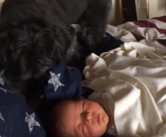 Adorable Puppy Tucks This Little Baby in for a Nap – Watch How Cute This Is!