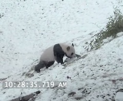 Giant Panda Has an Awesome Time Tumbling in the Snow at the Zoo