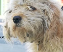 Watch As This Homeless Dog Gets a Makeover That Saves His Life