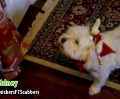 Animals Sing The Cutest Version of 'Deck the Halls' You Will Ever Hear!